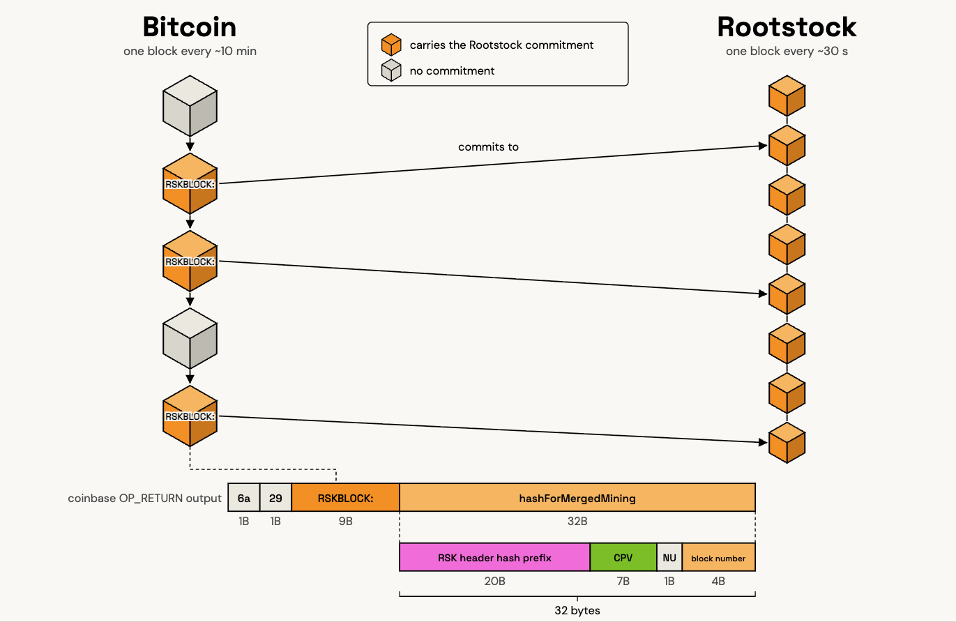 Bitcoin blocks carrying the RSKBLOCK: tag each commit to one Rootstock block. Inside the coinbase OP_RETURN output, the commitment is the 9 byte tag followed by the 32 byte hashForMergedMining, whose last four bytes are the Rootstock block number.
